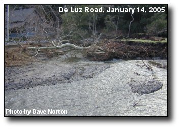 Creek Flow