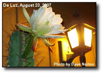 Night Bloom