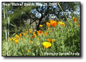 Poppy Field