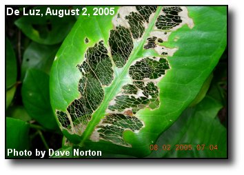 Leaf Damage