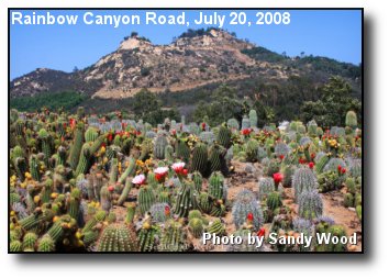 Blooming Cactus