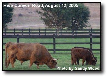 Rainbow Steer