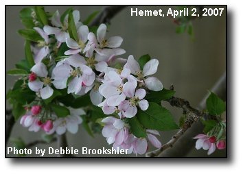 Apple Blossoms