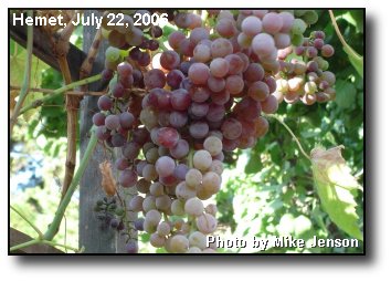 Backyard Grapes