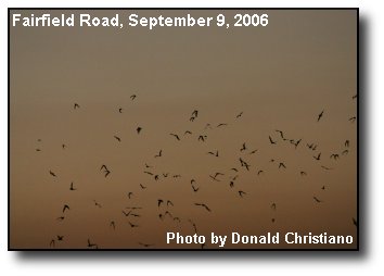 Bats at Dusk