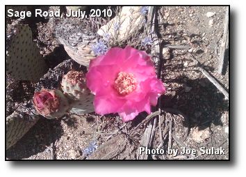 Blooming Cactus