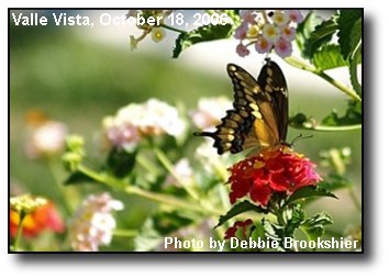 Fall Butterfly