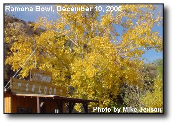 Yellow Cottonwood