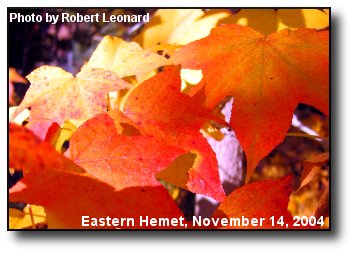 Fall Colors