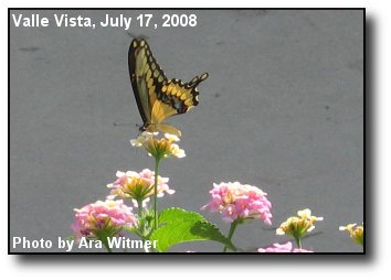 Giant Swallowtail