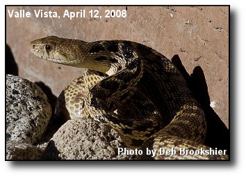 Gopher Snake