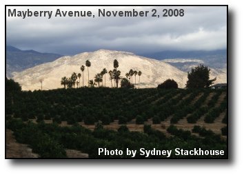 Grapefruit Orchard