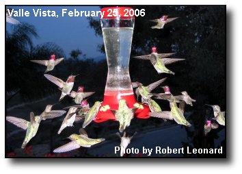 Happy Hummingbirds