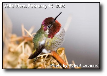 Hummingbird Perch