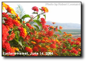 Lantana Sunset