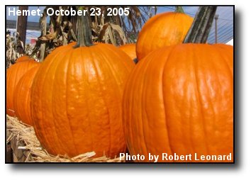 Pumpkin Sale