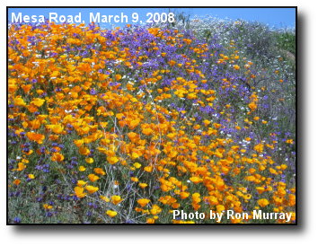 Road Wildflowers