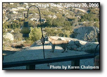 Sage Bobcat