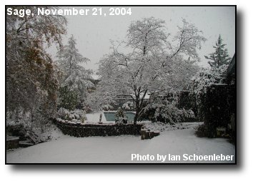 Sage Snowfall
