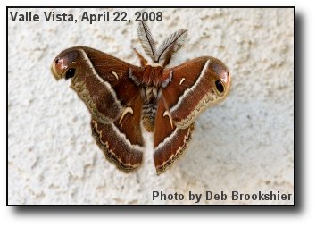 Silk Moth