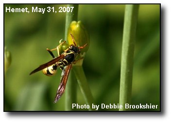 Spring Pollinator