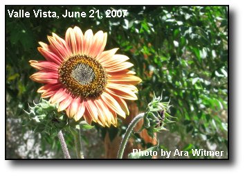 Summer Sunflower