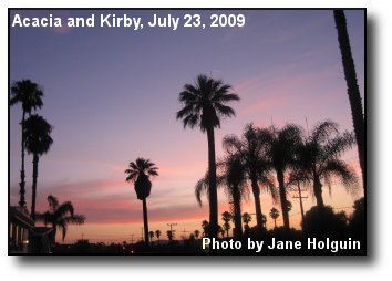 Sunset Palms