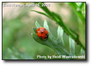 Valley Ladybug