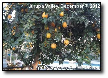 Backyard Oranges