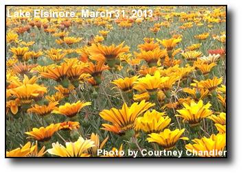Field of Flowers