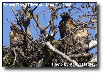 Baby Hawks