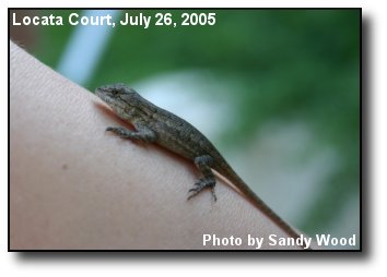 Baby Lizard