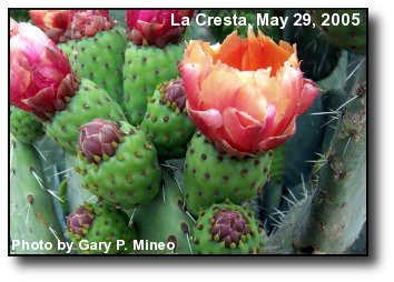 Blooming Cactus