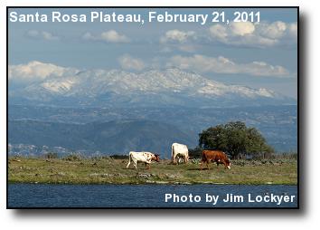 Cattle Grazing