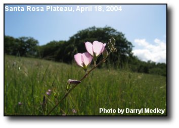 Full Bloom