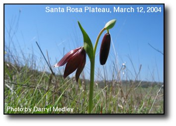 Chocolate Lilly