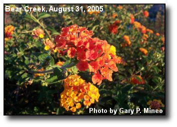 Lantana Flowers