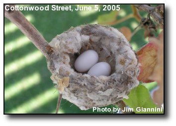 hummingbird nests and eggs: Hummingbird Nest: It won't be