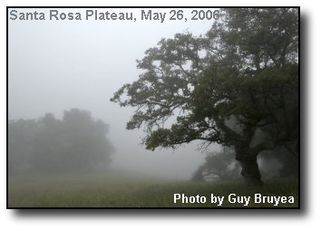 Misty Oaks