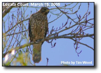 Murrieta Hawk