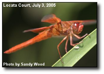 Orange Dragonfly