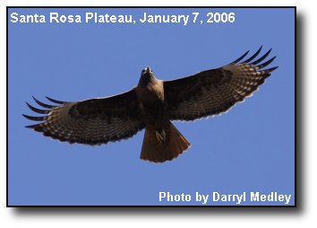 Soaring Hawk