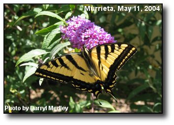 Tiger Swallowtail Butterfly