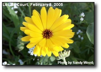 Yellow Flower
