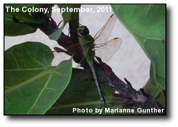 Green Dragonfly