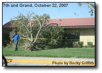 Uprooted Tree