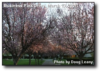 Blossoming Arch