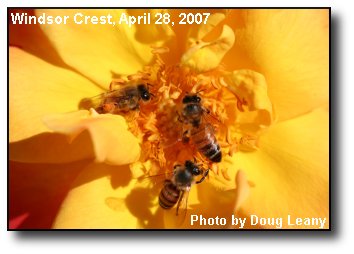 Buzzy Bees