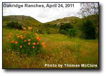 California Poppies