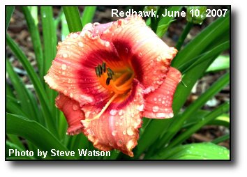 Daylily Bloom